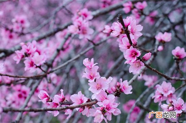 论桃花：代表的是一种缘分 无好坏之分