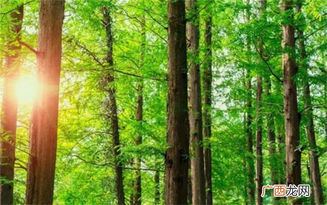 甲木日主解析：以挺拔姿势示人 却有颗敏感的心