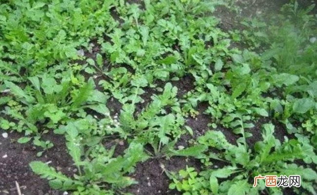 ?荠菜的营养价值和功效 荠菜的禁忌是什么