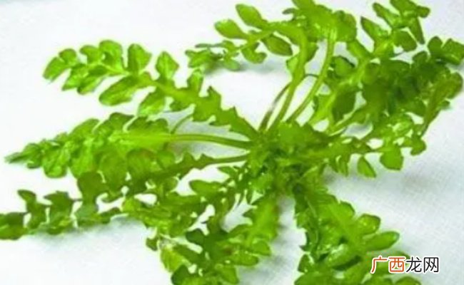 ?荠菜的营养价值和功效 荠菜的禁忌是什么