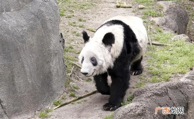 为何丫丫开启冬至进补模式
