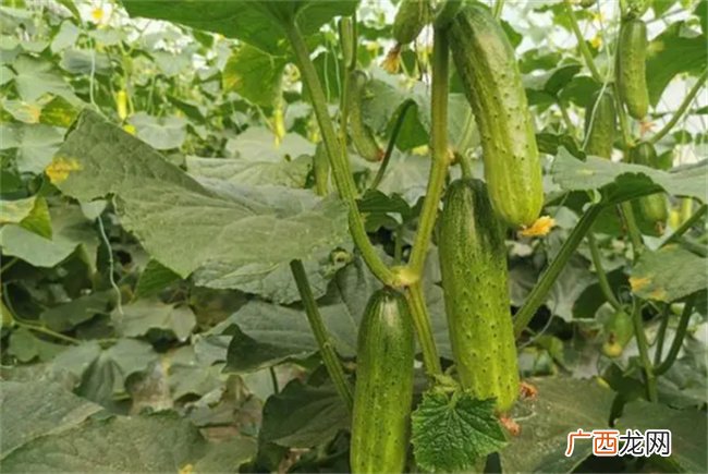 买的黄瓜为什么个个空心 难道是用药催的 看后涨知识了