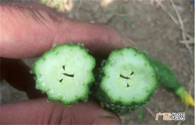 买的黄瓜为什么个个空心 难道是用药催的 看后涨知识了