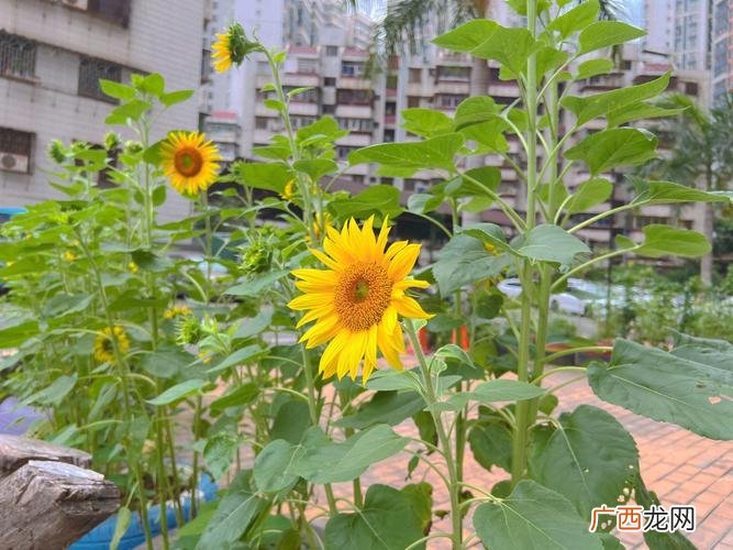 向日葵开花的时间有所不同吗 向日葵是什么季节开花
