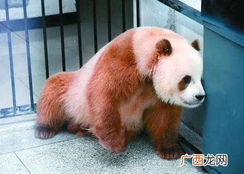 哪些动物是能日的 养一只能日的动物