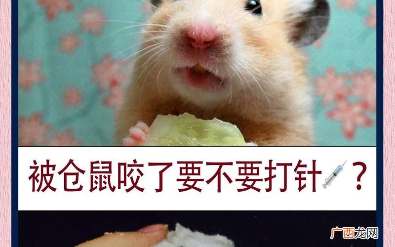 家养仓鼠的咬伤会对人类造成感染吗 家养仓鼠咬人要打针吗