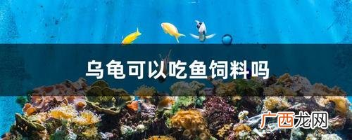 乌龟能否食用鱼饲料 乌龟能吃鱼饲料吗