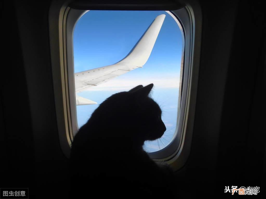 宠物猫坐飞机的办理流程 猫咪坐飞机托运费大概多少
