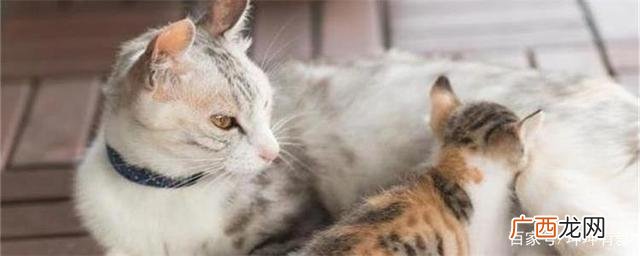 母猫需要哪些营养物质来下奶 母猫吃什么下奶最快最多