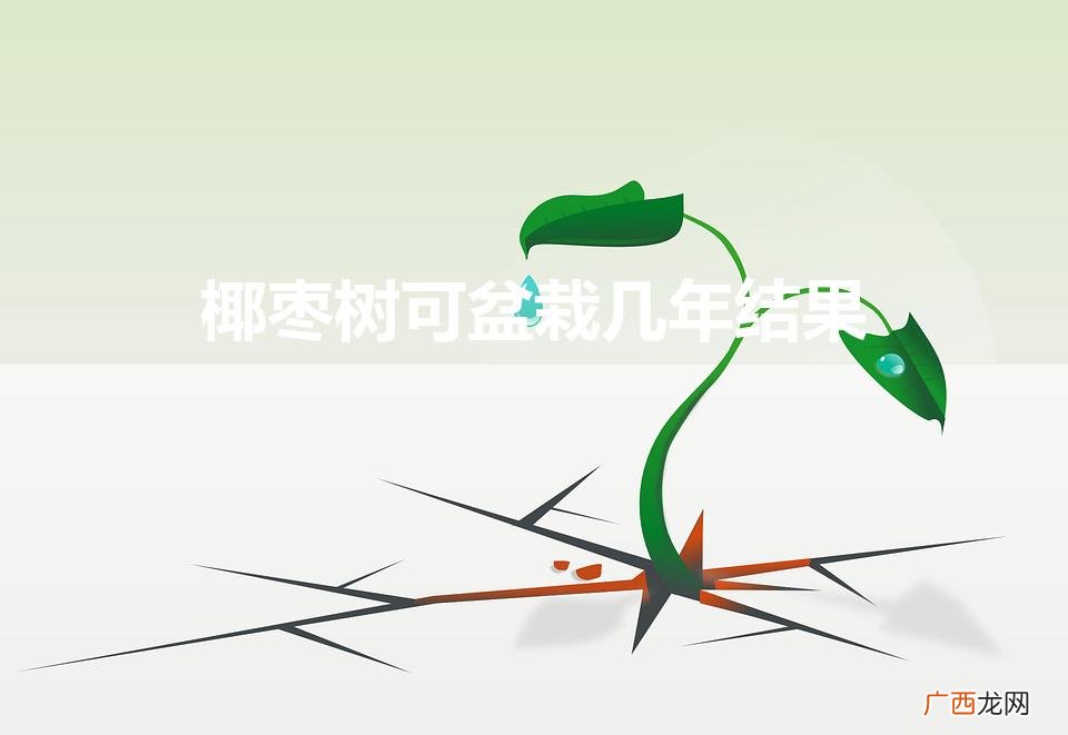 椰枣树图片,椰枣树可盆栽几年结果 椰枣树可盆栽几年结果