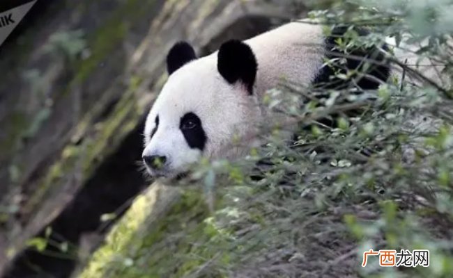 大熊猫睡觉口水被冻成冰溜子 大熊猫睡觉的时候会打呼噜吗