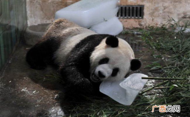 大熊猫睡觉口水被冻成冰溜子 大熊猫睡觉的时候会打呼噜吗