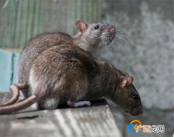 女生反咬老鼠医生为何称没有先例 如何正确处理老鼠咬伤_酷知科普