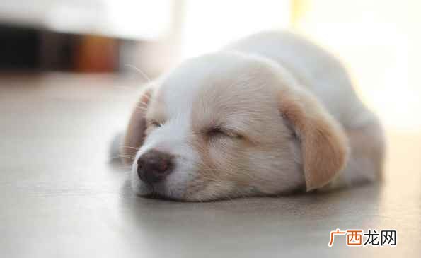 狗狗为什么需要那么长时间睡觉 狗狗一天睡多长时间