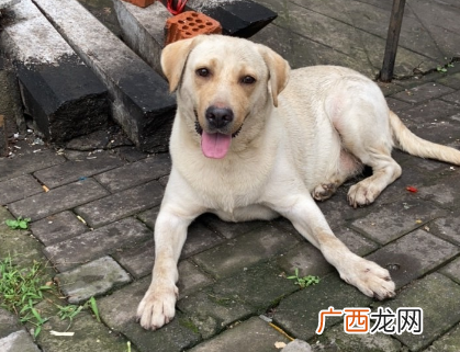 穷养拉布拉犬多一个月花费多少钱 没钱怎么穷养拉布拉多
