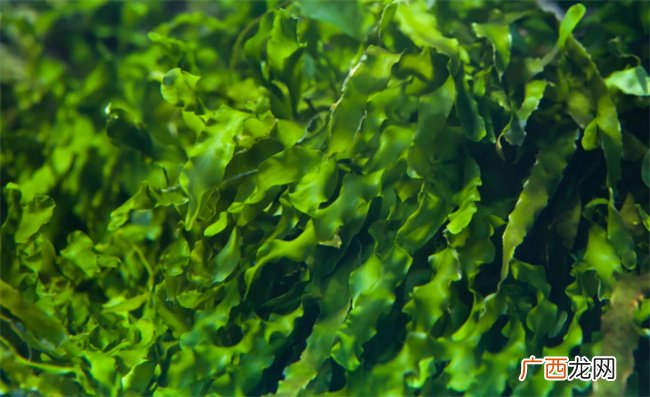 海藻功效和作用是什么 海藻对甲状腺结节有好处吗