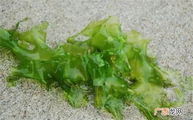 海藻功效和作用是什么 海藻对甲状腺结节有好处吗