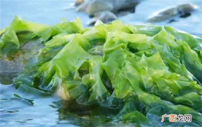 海藻功效和作用是什么 海藻对甲状腺结节有好处吗