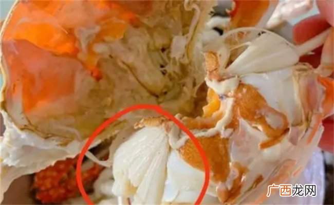 螃蟹里面的那个白色的膏体可以吃吗，螃蟹不适合哪些人吃