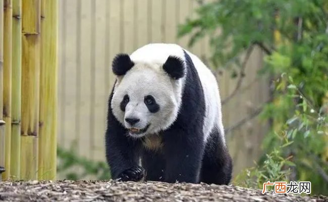 今年有17只旅居大熊猫返回家乡了吗