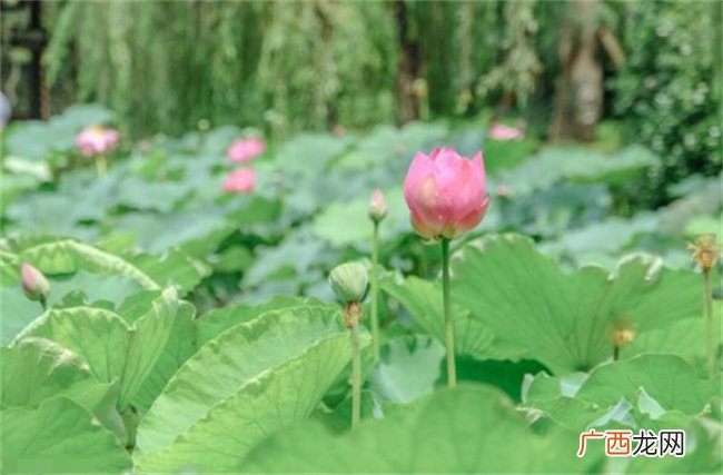 五行弱是什么意思