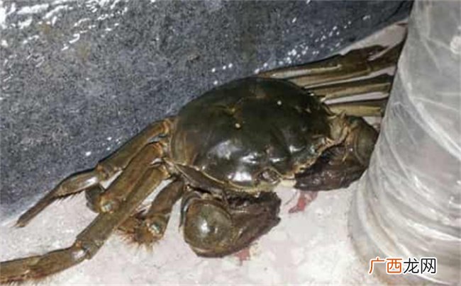 ?大闸蟹死了能吃吗 怎么判断大闸蟹是否活着
