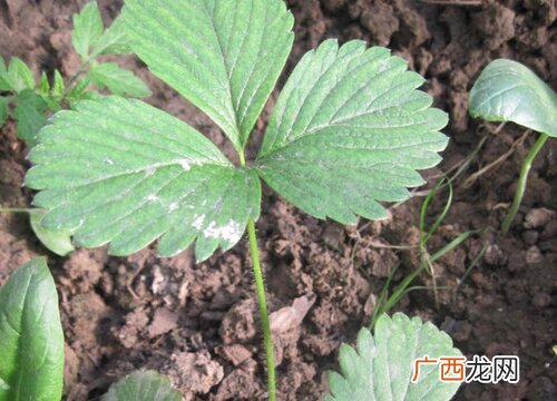 草莓什么品种好种又好吃 目前最好的草莓品种介绍