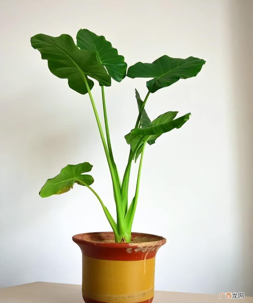 滴水观音盆栽能放在家里吗 滴水观音植物有毒吗