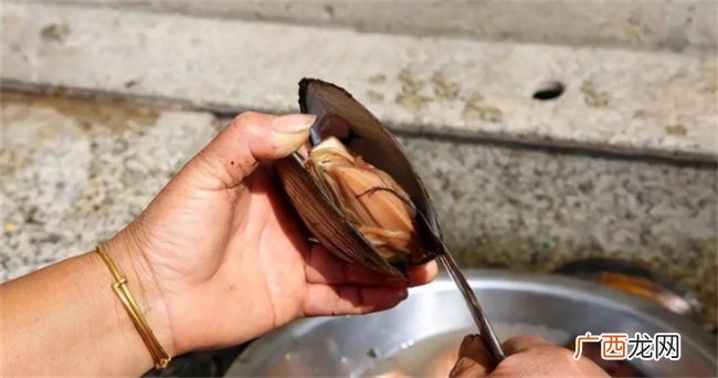 河蚌河蚌肉很少被食用的原因