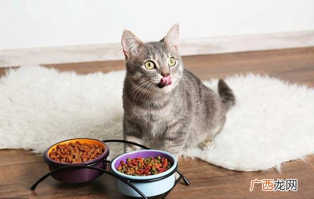猫粮没有了,我可以给猫喂食人类食物吗 猫粮没有了吃什么应急