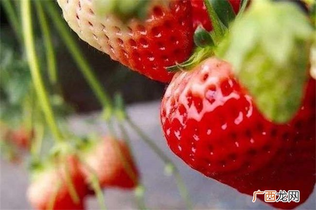 为什么不给孩子吃草莓