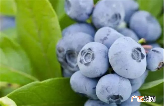 名字里带有莓的水果都有什么