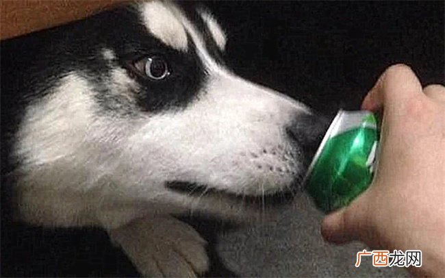 ?金毛喝酒了会怎么样,宠物狗能不能喝酒