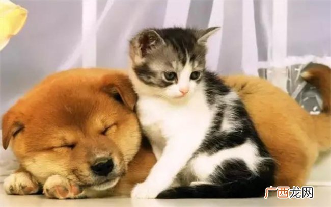 如何让狗跟猫和平相处，猫狗相处多久才不害怕