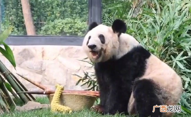 为何丫丫胖成了A字熊