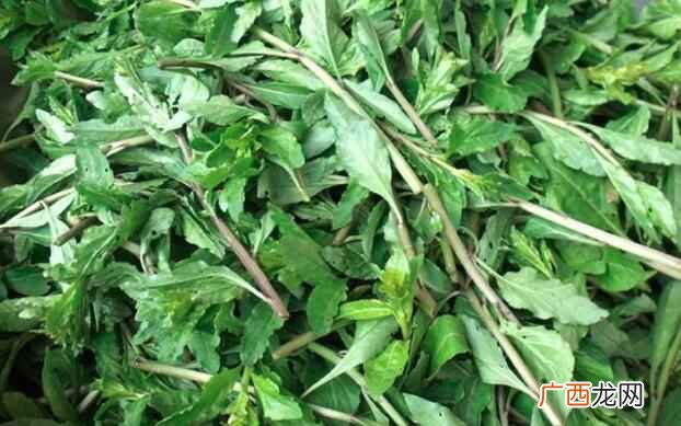 枸杞菜究竟是什么季节的菜系呐 枸杞菜是什么季节的