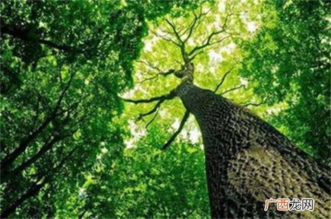 松柏木命是什么意思好不好