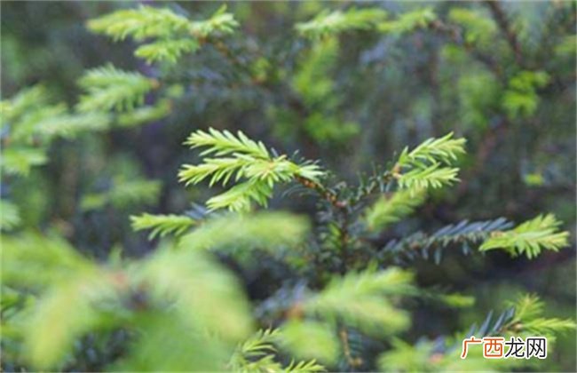 松柏木命是什么意思好不好