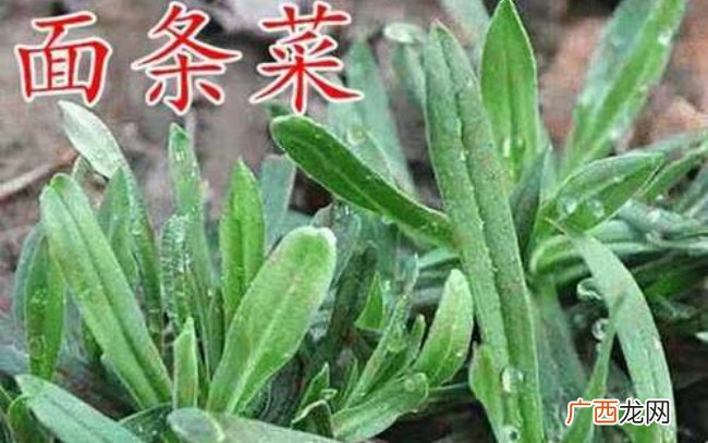 吃面条菜有什么好处和坏处，面条菜有哪些功效