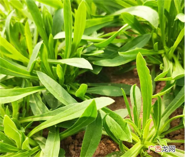 吃面条菜有什么好处和坏处，面条菜有哪些功效