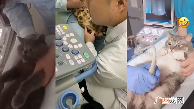 猫咪做B超需要多少钱 猫咪做b超多少钱