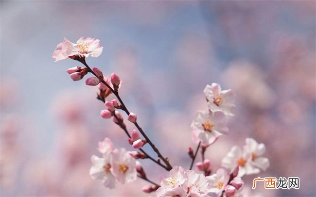 怎样容易遇到桃花运呢