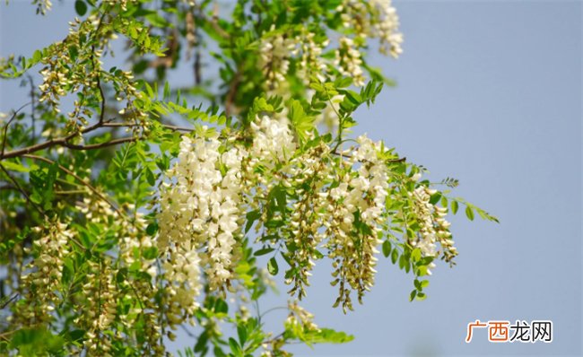 ?槐花怎样保存不变黄，槐有哪些功效