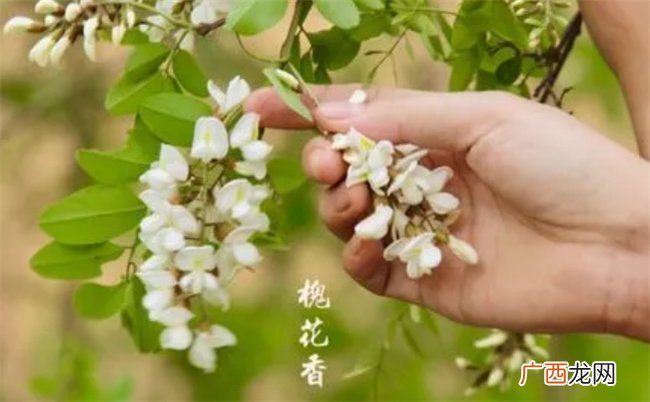 ?槐花怎样保存不变黄，槐有哪些功效
