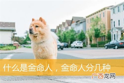 金命的人为什么命运较好 为什么金命的人都命好啊