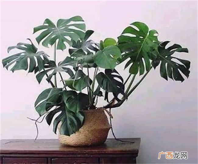 摆放在家里对风水好的植物有什么