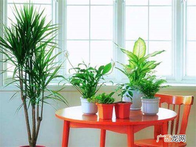 摆放在家里对风水好的植物有什么