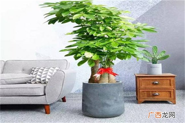 摆放在家里对风水好的植物有什么