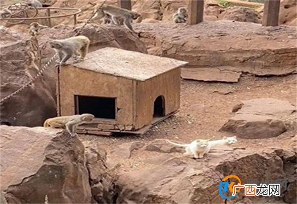 昆明动物园回应猴群与流浪猫共处 群猴和流浪猫相处和谐