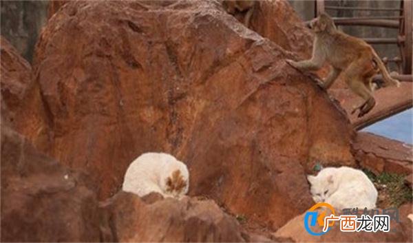 昆明动物园回应猴群与流浪猫共处 群猴和流浪猫相处和谐
